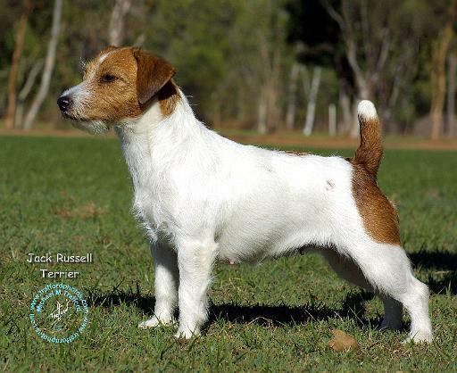 Jack Russell Terrier 9M097D-014.JPG